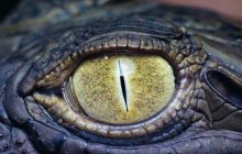 Садизм - основний інстинкт керівництва ДКВС до ув’язнених громадян України?